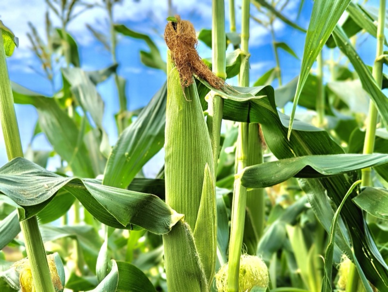 とうもろこしの保存方法
