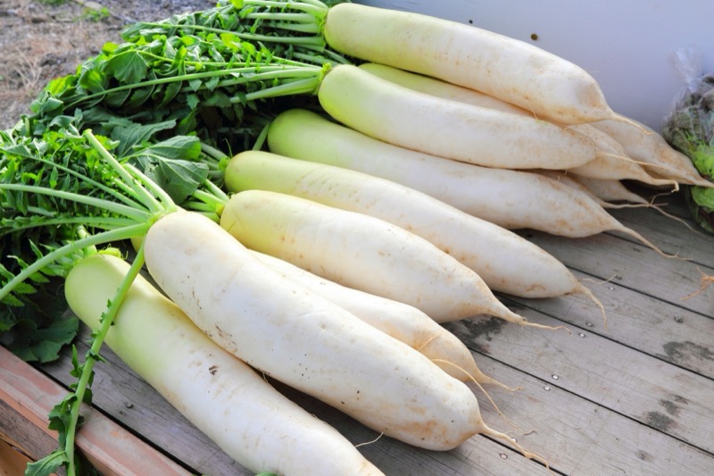 大根の保存方法