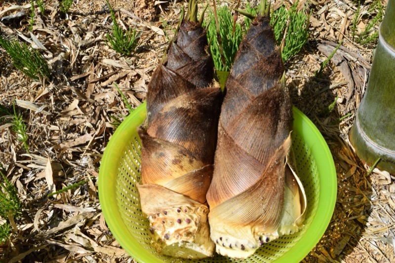 たけのこの保存方法