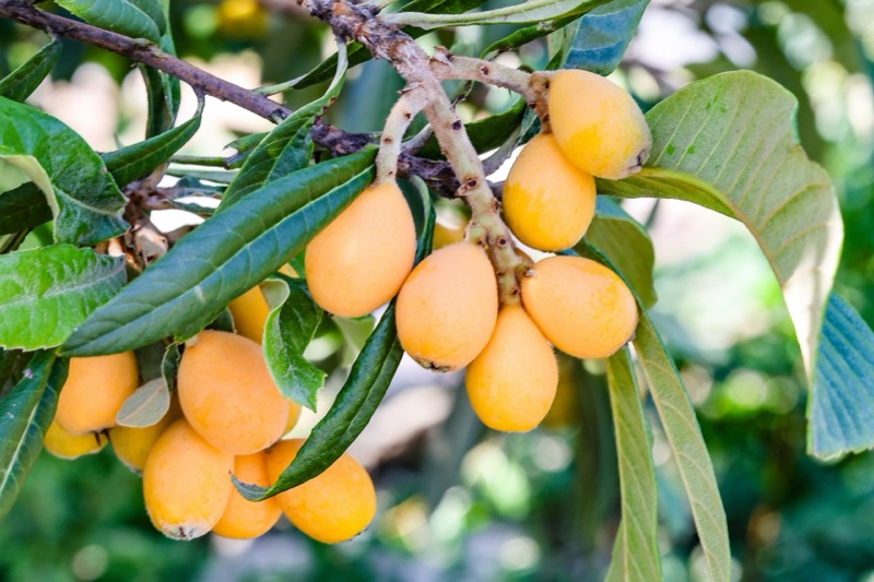 びわの保存方法