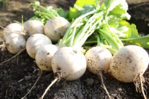 かぶの保存方法