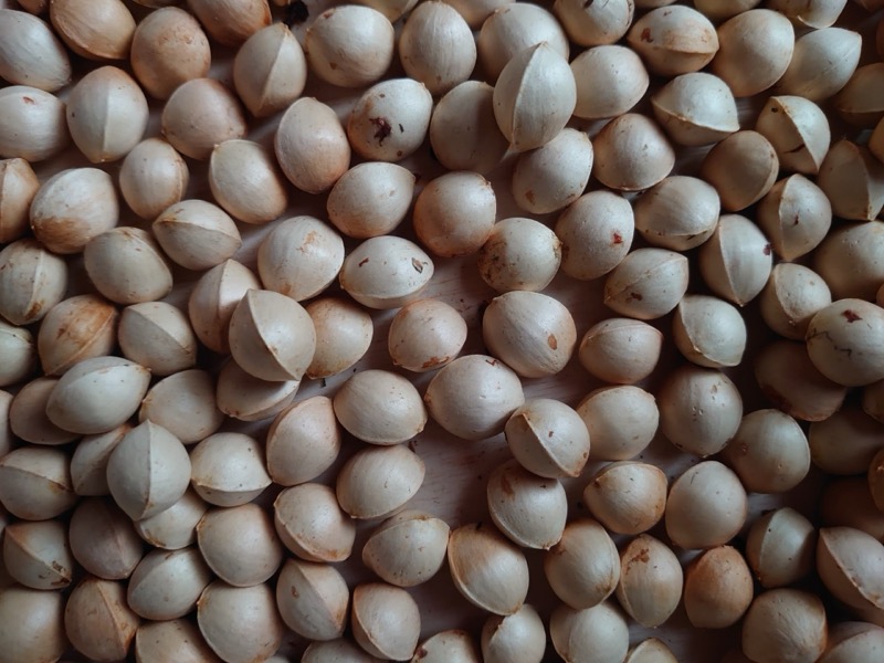 ギンナンの保存方法