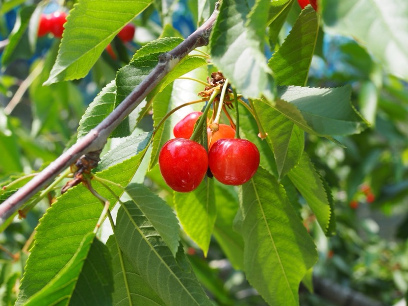 さくらんぼの保存方法