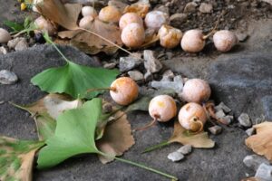 ギンナンの保存方法