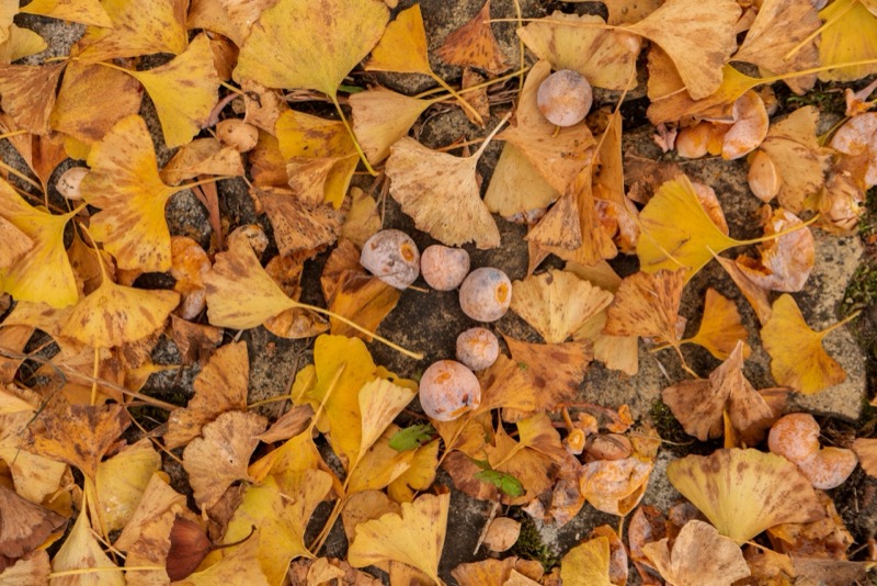 ギンナンの保存方法