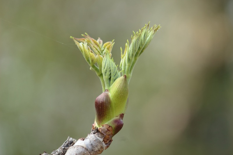 タラの芽の保存方法