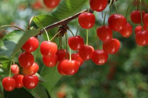 さくらんぼの保存方法