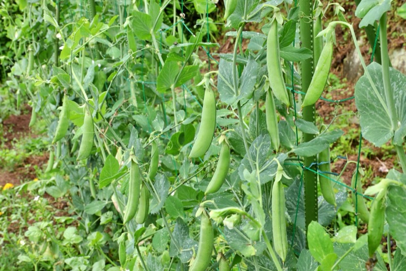 スナップエンドウの保存方法