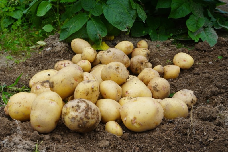 馬鈴薯保存方法