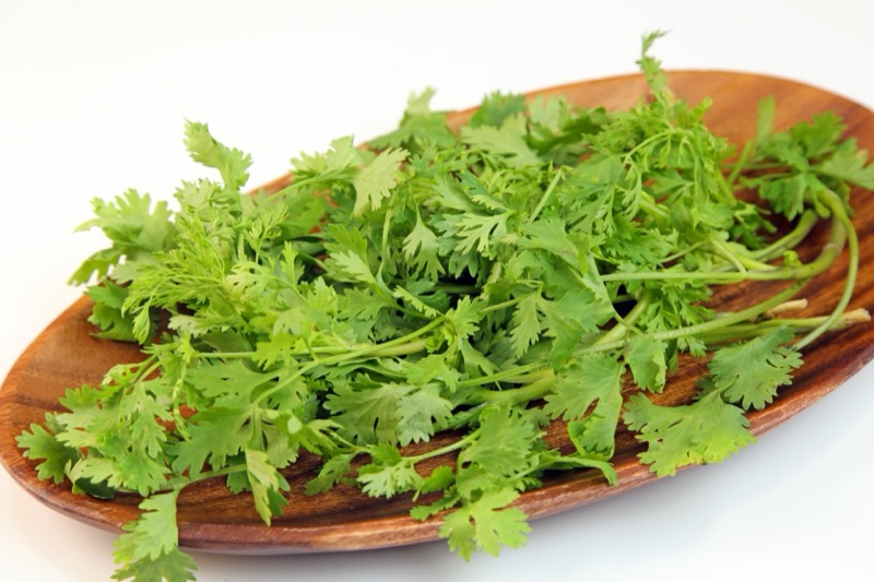 パクチー保存方法