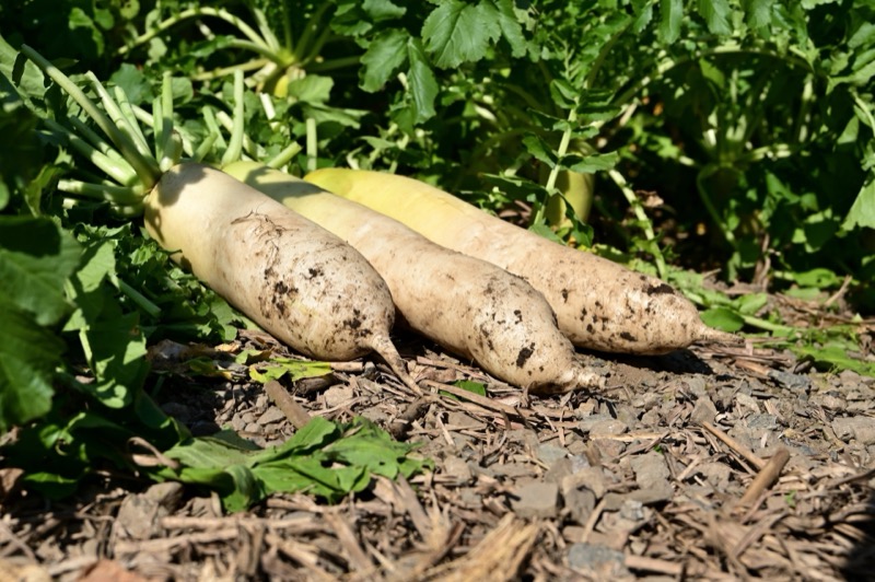 大根の長期保存方法