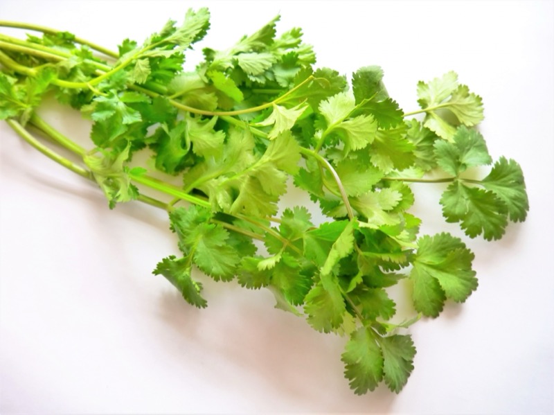 パクチー保存方法