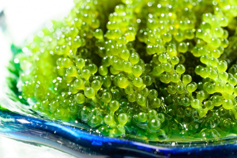 海ぶどう保存方法