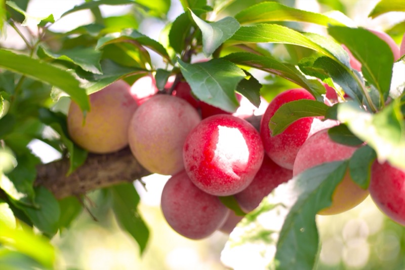 プラム保存方法